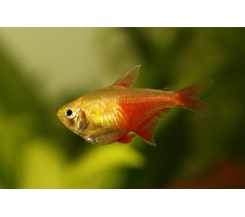 Тетра Фон Рио в Зоомагазин "Природа"