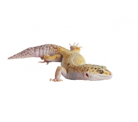 <bdi>Эублефар</bdi> в Зоомагазин "Природа"