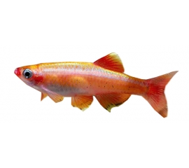 Кардинал золотой в Зоомагазин "Природа"