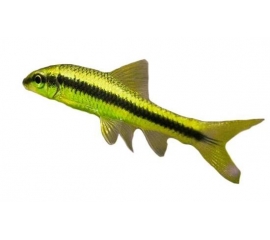 Водорослеед в Зоомагазин "Природа"