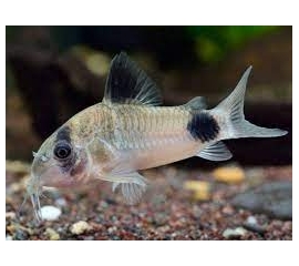 Коридорас Панда в Зоомагазин "Природа"