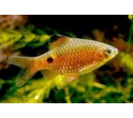 Барбус Солнечный в Зоомагазин "Природа"