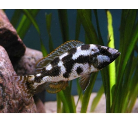 Хаплохромис Ливингстона в Зоомагазин "Природа"