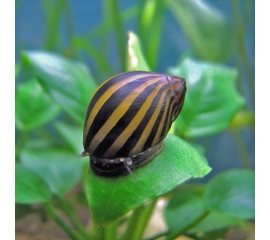 Улитка Неретина зебра в Зоомагазин "Природа"