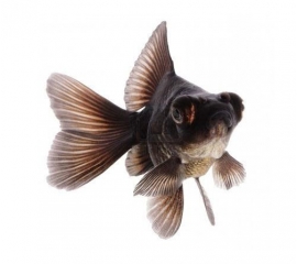 Телескоп в Зоомагазин "Природа"