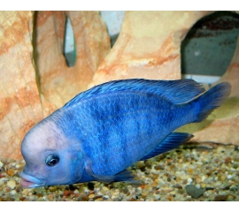 Хаплохромис Дельфин в Зоомагазин "Природа"