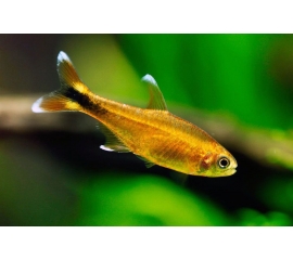 Хасемания в Зоомагазин "Природа"