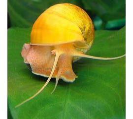 Улитка Ампулярия XL в Зоомагазин "Природа"