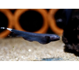 Черный нож в Зоомагазин "Природа"