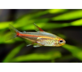 Эритрозонус в Зоомагазин "Природа"