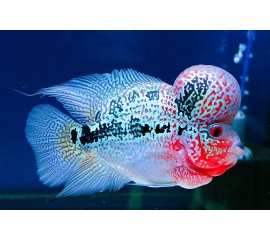 Цихлазома Фловер Хорн Красный дракон в Зоомагазин "Природа"