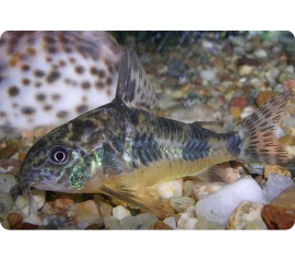 Сом Крапчатый в Зоомагазин "Природа"