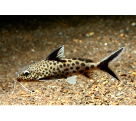 Сом Синодонтис Кукушка в Зоомагазин "Природа"