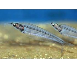 Сом стеклянный в Зоомагазин "Природа"