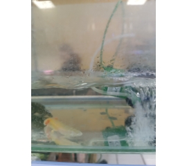 Аквариумный аксолотль оранжевый или череый в Зоомагазин "Природа"