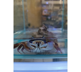 Аквариумный краб радужный в Зоомагазин "Природа"