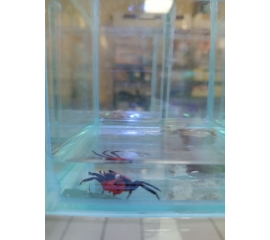 Аквариумный краб красный дьявол в Зоомагазин "Природа"