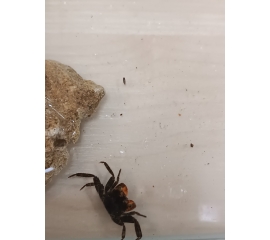 Аквариумный краб вампир красноклешневый в Зоомагазин "Природа"