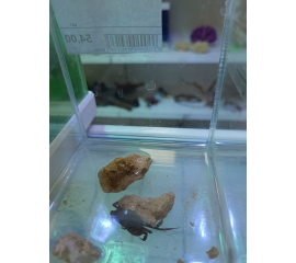 Краб пантера в Зоомагазин "Природа"