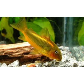 Сом Золотистый в Зоомагазин "Природа"