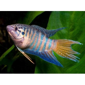 Макропод голубой в Зоомагазин "Природа"