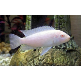 Снежный Принц в Зоомагазин "Природа"