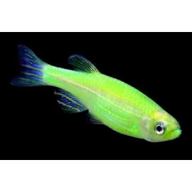 Данио в Зоомагазин "Природа"