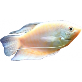 Гурами Перламутровый в Зоомагазин "Природа"