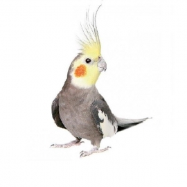 Корелла в Зоомагазин "Природа"