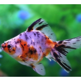 Риукин ситцевый XL в Зоомагазин "Природа"