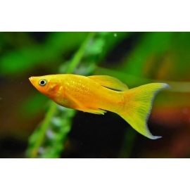 Моллинезия желтая в Зоомагазин "Природа"