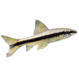 Сиамский Водорослеед в Зоомагазин "Природа"