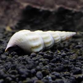 Геркулес в Зоомагазин "Природа"