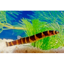 Акантофтальмус Маерса в Зоомагазин "Природа"