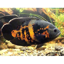 Астронотус Тигровый Оскар в Зоомагазин "Природа"