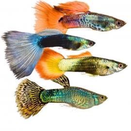 Гуппи в Зоомагазин "Природа"