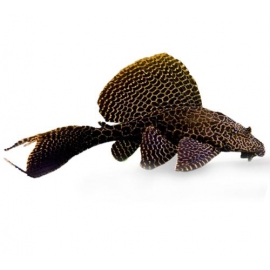 Сом Парчовый в Зоомагазин "Природа"