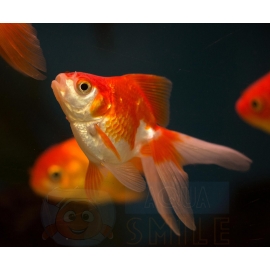 Вуалехвост красно-белый в Зоомагазин "Природа"