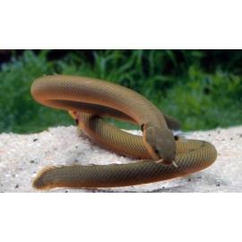 Каламоихт в Зоомагазин "Природа"