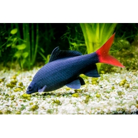 Лебео биколор в Зоомагазин "Природа"