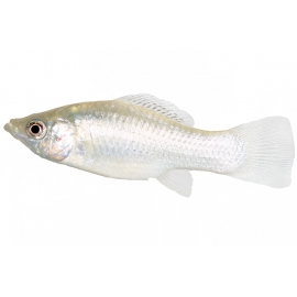 Моллинезия Снежинка в Зоомагазин "Природа"