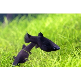 Моллинезия черная в Зоомагазин "Природа"