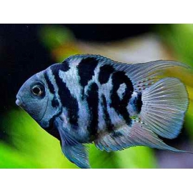 Попугайчик тигровый в Зоомагазин "Природа"