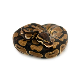 Королевский питон в Зоомагазин "Природа"