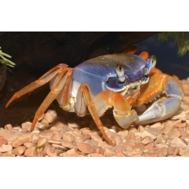 Краб радужный в Зоомагазин "Природа"