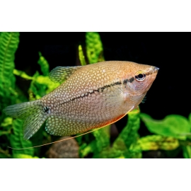 Гурами Жемчужный в Зоомагазин "Природа"