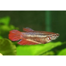 Курочки Петушка в Зоомагазин "Природа"