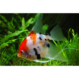 Скалярия КОИ в Зоомагазин "Природа"