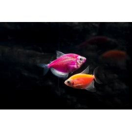 Тернеция Гло в Зоомагазин "Природа"