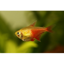 Тетра Фон Рио в Зоомагазин "Природа"